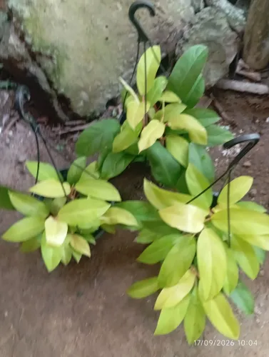 Plantas