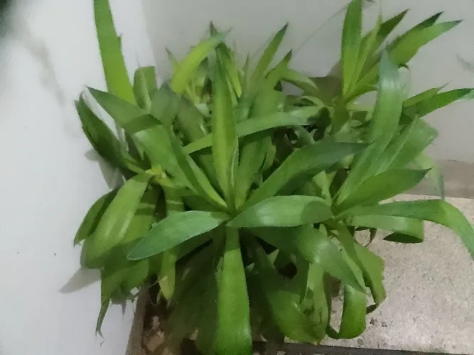 Planta Dracena