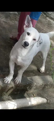 Doando De Raça