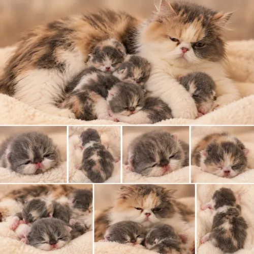Filhote de Gato Persa
