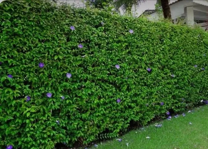 Mudas de Tumbergia arbustiva a partir de R$6,50