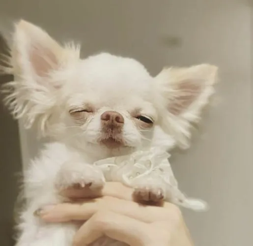 Chihuahua Fofo fêmeas e machinhos 
