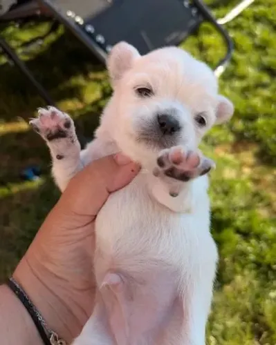 Chihuahua de pelo curto e pelo longo: personalidade única, amor verdadeiro!