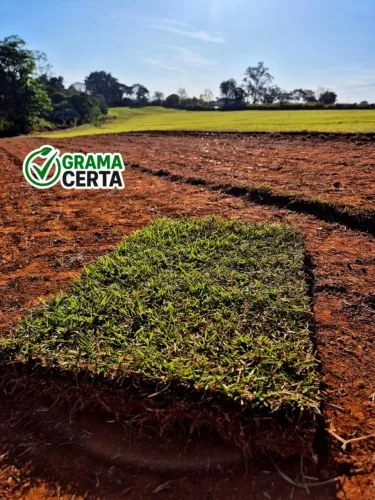 Grama Esmeralda à Venda