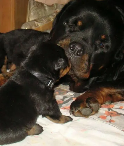 Rottweiler mãe e filhote dus doses de ternura e fofura