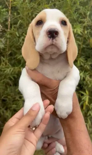 Beagles conhecidos pela bagunça que fazem