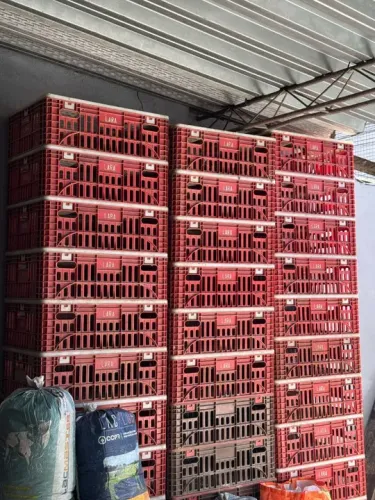 Caixa para transporte de aves