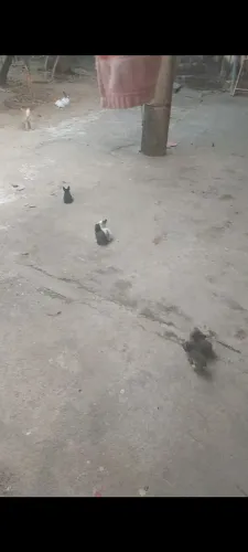 Coelhinhos
