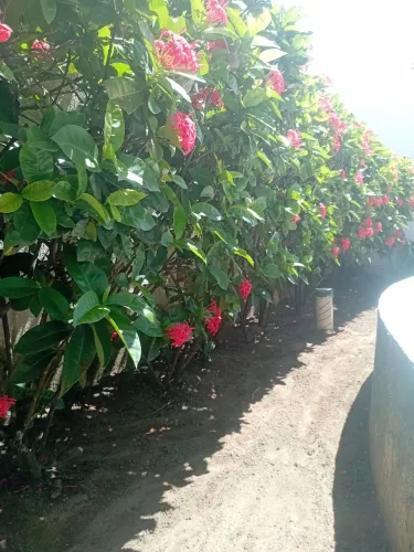 Jardineiro disponível