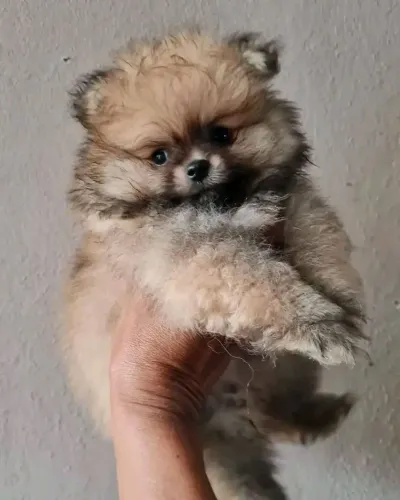 Spitz alemão 