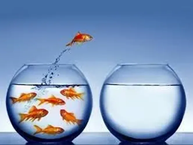Mestrados, Doutorados, Pós-graduação, TCC Consultoria