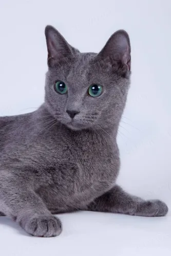 Gatinhos Russian Blue à Venda! 