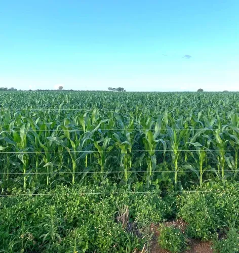 Fazenda à venda 152 alqueires em Niquelandia-GO