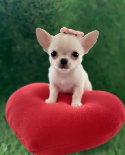 Chihuahua. Doce, carinhosa e leal. 