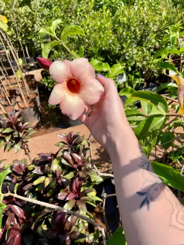 Muda de Alamanda Rosa 