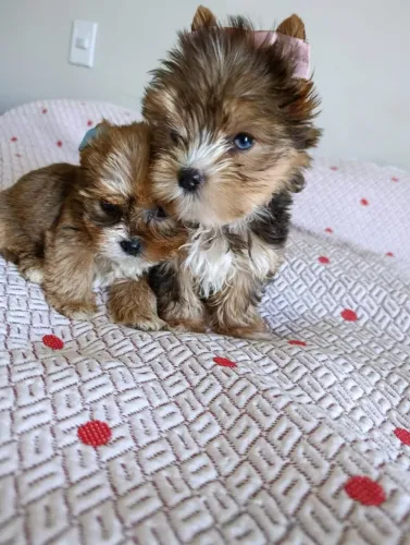 Filhotes de Yorkshire - Charmosos, Saudáveis e Carinhosos!