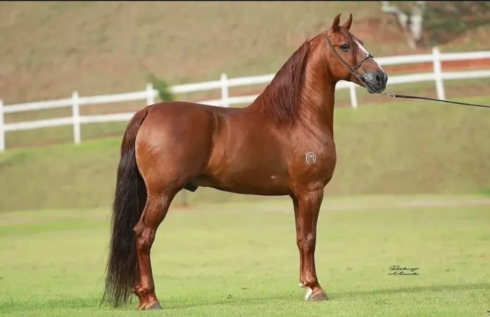 Sêmen Rolo Bavária