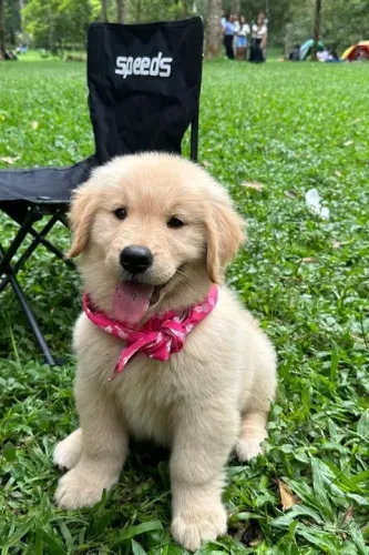 Filhote Golden Retriever em clima de studio