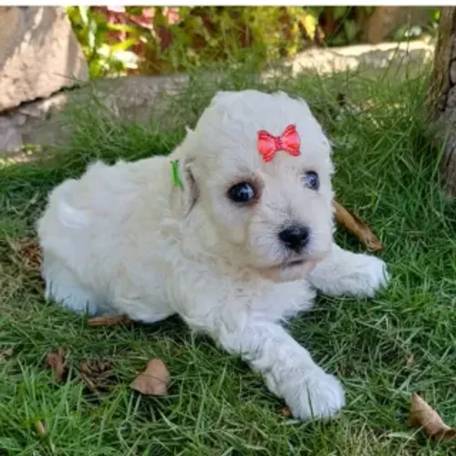 Poodle fêmea branca