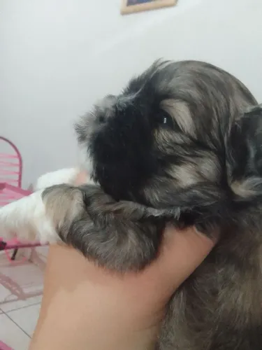 Shih Tzu