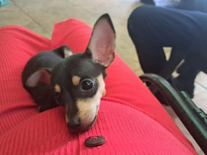 Filhote de pinscher macho