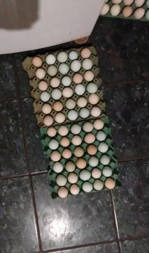 Ovos caipira