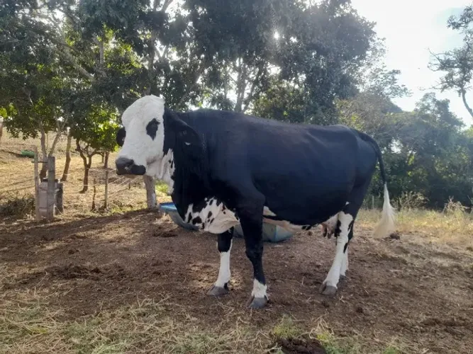 Vacas leiteiras mojadas - previsão de parto em 29/07/2026.