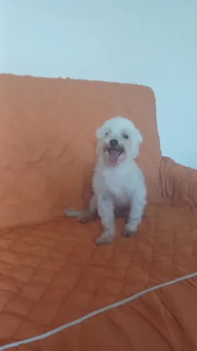 Doação de um lindo maltês