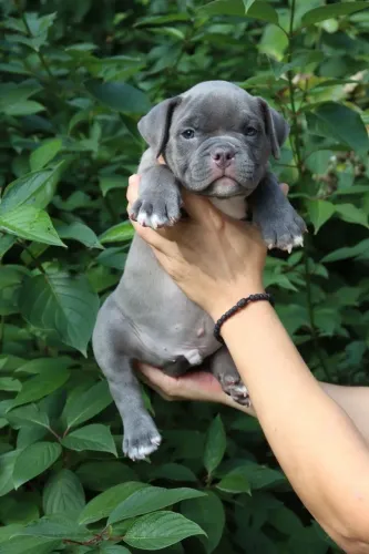 Filhotes De American Bully - Mais Felicidade Dentro De Casa 