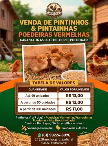 Franguinhas, Pintinhos, Pintainhas POEDEIRAS