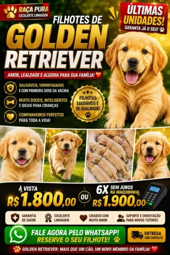 Filhotes Golden retrivier