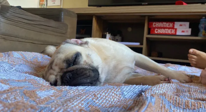 Casal de Pug