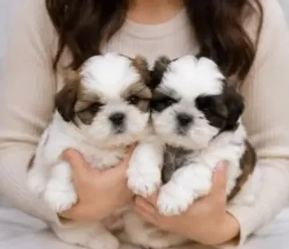 Filhotes Shih tzu/ shihtzu bem cuidados e super fofinhos