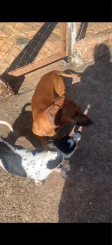 Filhote de Basset