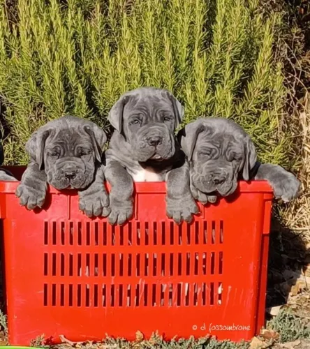 Cane Corso Otimo Cão De Guarda