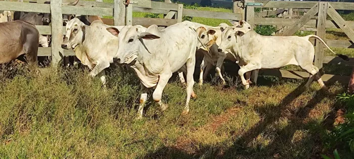 Vendo 7 garrotes para pessoas exigentes