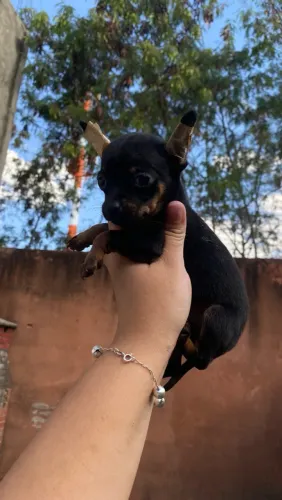 Filhote de Pinscher macho tamanho 1
