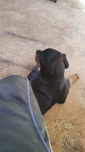 Rottweiler fêmea