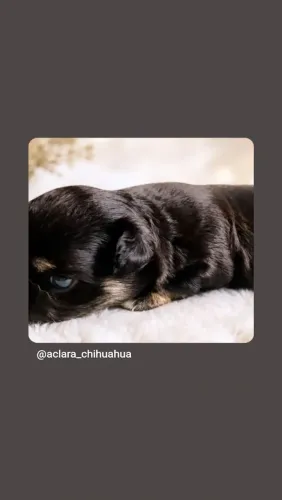 Chihuahua Macho Pelo Longo