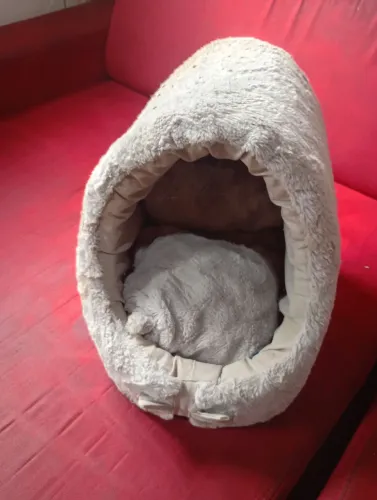Caminha de gato