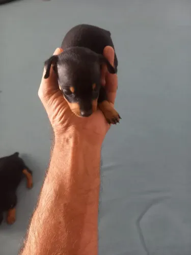 Pincher macho