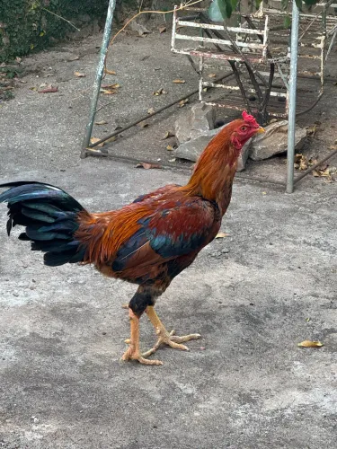 Vendo frango caipira 