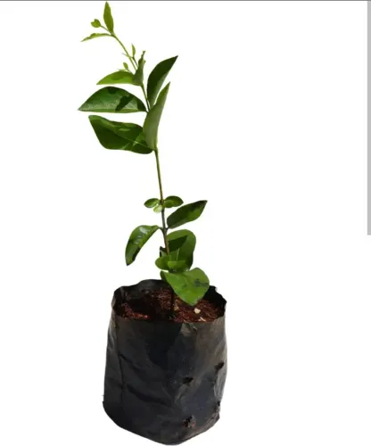 Muda de acerola das Amarela 