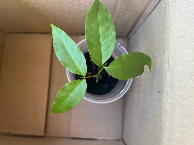 Pitomba Muda Pitombeira Produzirá Frutas Doces e Saborosas, Pronta para Plantar.
