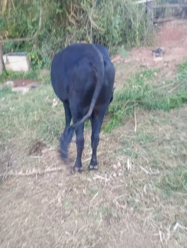 Vendo um touro de cela e uma novilha 