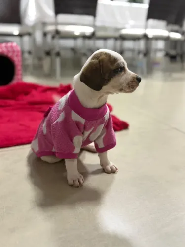 Doa filhote de cachorro femea