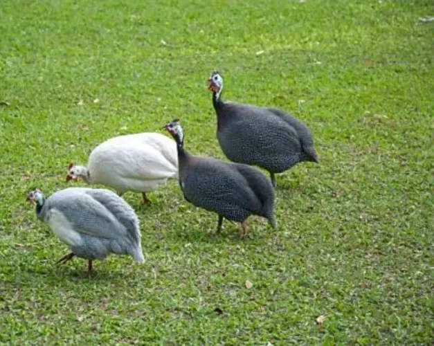 Galinha