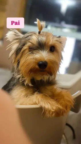 Yorkshire terrier 