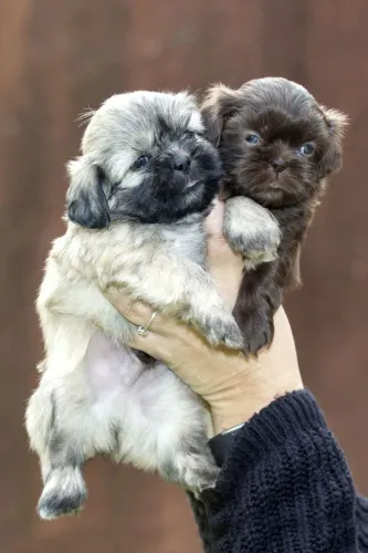 Shih Tzu Um filhote que é puro carinho para presentear