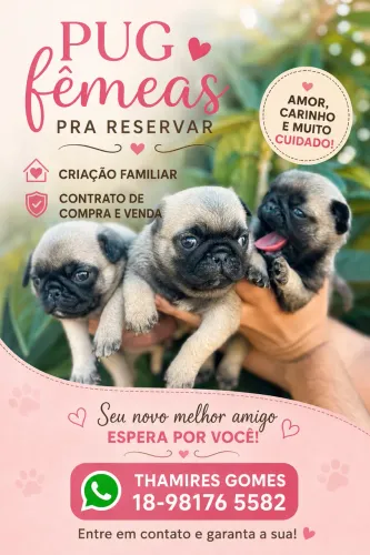 Pug fêmeas 